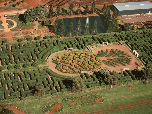 Pinapple Garden Maze