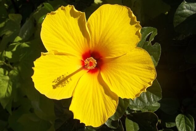 Ibisco giallo hawaiano